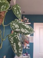 Stekje / scindapsus pictus/ silver pothos/ makkelijke plant, Groene kamerplant, Ophalen, Overige soorten, Minder dan 100 cm