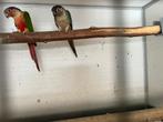 Pyrrhura molinae, Dieren en Toebehoren, Vogels | Parkieten en Papegaaien, Meerdere dieren, Parkiet, Geringd