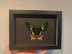 Vlinder in lijst -Chrysiridia rhipheus- taxidermie vlinders, Ophalen of Verzenden, Zo goed als nieuw, Insect, Opgezet dier