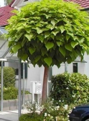 Bol Catalpa's beschikbaar voor biedingen