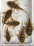 L519 Ancistrus sp. rio itenez - Koidream Valburg
