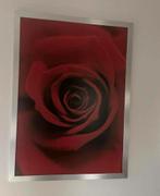 Ikea schilderij Roos, Ophalen of Verzenden