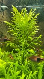 Vaantjesplant, Dieren en Toebehoren, Vissen | Aquariumvissen, Vis