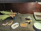 Pogona Vitticeps Baardagaam, Dieren en Toebehoren, Hagedis, 0 tot 2 jaar