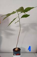Awokado zaailingen, Ophalen, Overige soorten, Minder dan 100 cm