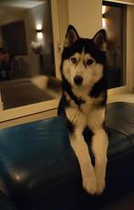 Prachtige husky, Dieren en Toebehoren, Ophalen of Verzenden