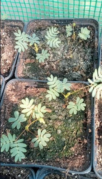 Mimosa pudica - Kruidje-roer-mij-niet plantjes beschikbaar voor biedingen