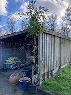 Phyllostachys vivax Aureocaulis bamboeplant, Ophalen, Vaste plant, Siergrassen