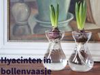 Hyacint glazen, Ophalen, Volle zon, Minder dan 100 cm