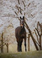 Lease -oproep voor (6-jarige ruin), Ophalen, Zo goed als nieuw