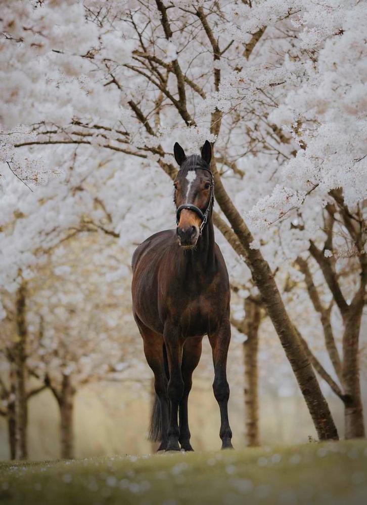 Lease -oproep voor (6-jarige ruin), Dieren en Toebehoren, Paarden en Pony's | Verzorgingsproducten, Zo goed als nieuw, Ophalen