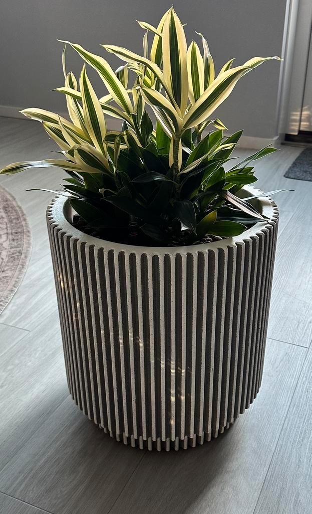 Bloempot + plant, Tuin en Terras, Bloempotten, Zo goed als nieuw, Kunststof, Minder dan 40 cm, 25 tot 40 cm, Rond, Ophalen