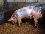 pietrain beer, Dieren en Toebehoren, Schapen, Geiten en Varkens, Mannelijk, Varken
