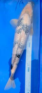 Shiro utsuri, Dieren en Toebehoren, Vissen | Vijvervissen, Karper of Koi