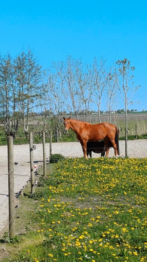 Bijrijder( ster) gezocht!, Dieren en Toebehoren, Stalling en Weidegang
