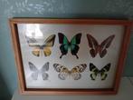 Schilderij  met vlinders, Ophalen, Zo goed als nieuw, Schilderij, 75 cm of meer