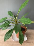 Madagascar jewel, Ophalen, Minder dan 100 cm