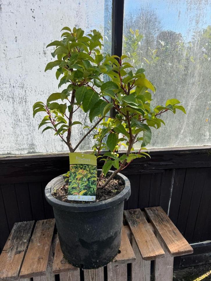 Prunus Lusitanica Tico - Portugese Laurier, Tuin en Terras, Planten | Bomen, Overige soorten, Minder dan 100 cm, Volle zon, Lente