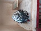 Hele mooie kraai tijger doffer, Dieren en Toebehoren, Vogels | Duiven, Mannelijk, Kropper