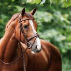 Nibago hoofdstel springen anatomisch, Ophalen of Verzenden, Zo goed als nieuw, Springen