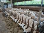 Weide /afmest rammen gecertificeerd zwoegervrij, Dieren en Toebehoren, Schapen, Geiten en Varkens, Mannelijk, Schaap