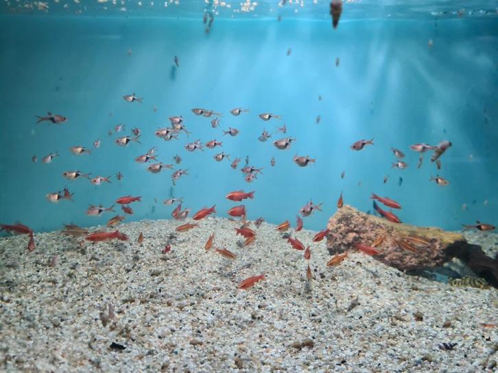 Sherrybarbeel, barbus titteya, sherry barbeel, Dieren en Toebehoren, Vissen | Aquariumvissen, Zoetwatervis, Vis