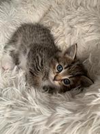 Lieve kittens zoeken een gouden mandje, Dieren en Toebehoren, Katten en Kittens | Overige Katten, Meerdere dieren, Kortharig, 0 tot 2 jaar