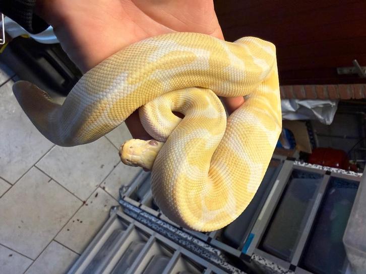 Ball python