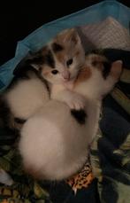 Kittens van 5 weken, Dieren en Toebehoren, Katten en Kittens | Overige Katten, Poes