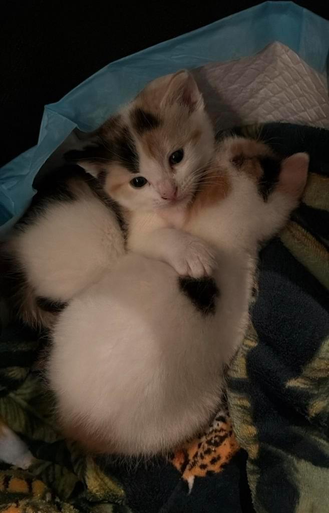 Kittens van 5 weken, Dieren en Toebehoren, Katten en Kittens | Overige Katten, Poes