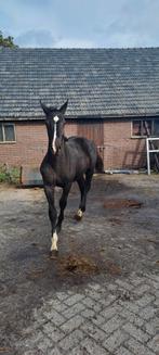 Te koop hengst veulen edmundo x dettori, Dieren en Toebehoren, Hengst, Minder dan 160 cm, Dressuurpaard, 0 tot 2 jaar