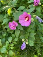 Grote Hibiscus-struik en 2 hibiscus-stammen, Overige soorten, 250 tot 400 cm, Zomer, Ophalen