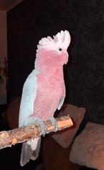 Roze kaketoe, Mannelijk, Papegaai, Geringd