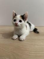 Gratis kittens + mama poes, Meerdere dieren, Kortharig, 0 tot 2 jaar