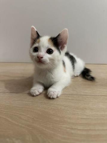 Gratis kittens + mama poes beschikbaar voor biedingen