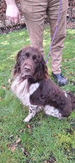 Heidewachtel reu, bijna 3 jaar, Reu, 1 tot 2 jaar, Labrador retriever, Parvo