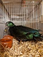 Eenden, Dieren en Toebehoren, Pluimvee, Mannelijk, Eend