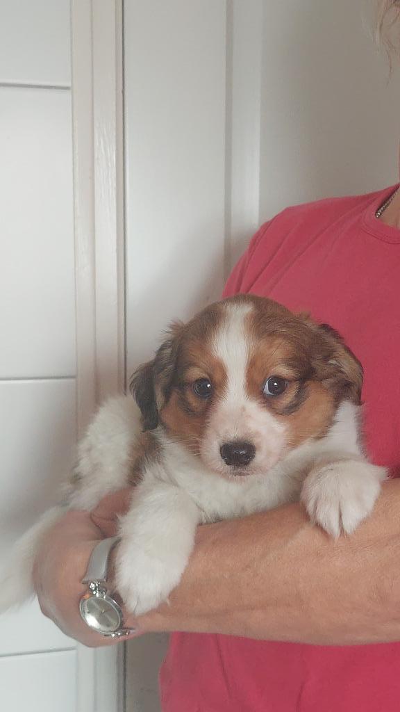 kooiker pups ( reutje ), Dieren en Toebehoren, Honden | Jack Russells en Terriërs, Reu, Overige rassen, Fokker | Professioneel