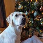 Labrador pups verwacht in het voorjaar, 8 tot 15 weken, Labrador retriever, Meerdere, Meerdere dieren