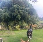 Wij zoeken een thuis voor Tarzan (Boulab x Berner Sennen), Dieren en Toebehoren, 6 jaar of ouder, Rabiës (hondsdolheid), Teef