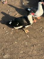 Kaapse muskus eenden, Dieren en Toebehoren, Meerdere dieren, Eend