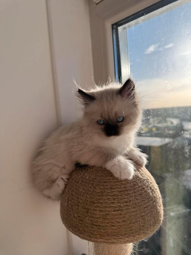 Ragdoll kittens (mannetjes), Dieren en Toebehoren, Katten en Kittens | Raskatten | Langhaar, Kater, 0 tot 2 jaar, Ontwormd, Ingeënt