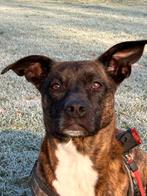 Hond, Dieren en Toebehoren, Honden | Niet-rashonden, 6 jaar of ouder, Rabiës (hondsdolheid), Teef, Eén hond