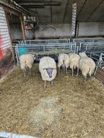 Bleu du maine ramlammeren, Dieren en Toebehoren, Schapen, Geiten en Varkens, Mannelijk, Schaap, 0 tot 2 jaar