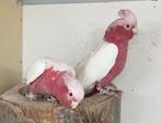 1-2 Lutino rose kaketoe, Dieren en Toebehoren, Meerdere dieren, Papegaai, Geringd