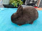 Kleurdwerg konijn kleinblijvend jong super tam choco, Dieren en Toebehoren, Konijnen, Mannelijk, Dwerg