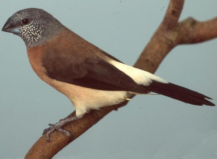 1-0 Parelhalsamadine, Dieren en Toebehoren, Vogels | Overige Vogels, Tropenvogel, Mannelijk, Geringd