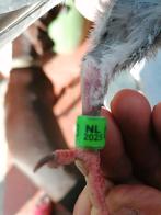 Jonge postduif opgevangen, Dieren en Toebehoren, Vogels | Duiven, Vrouwelijk, Postduif