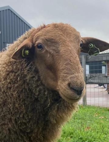 Coburger fuchs stamboek ram beschikbaar voor biedingen