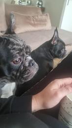 Bella & Lola zoeken oppas, Dieren en Toebehoren, Overige Dieren, Juli, Vrouwelijk